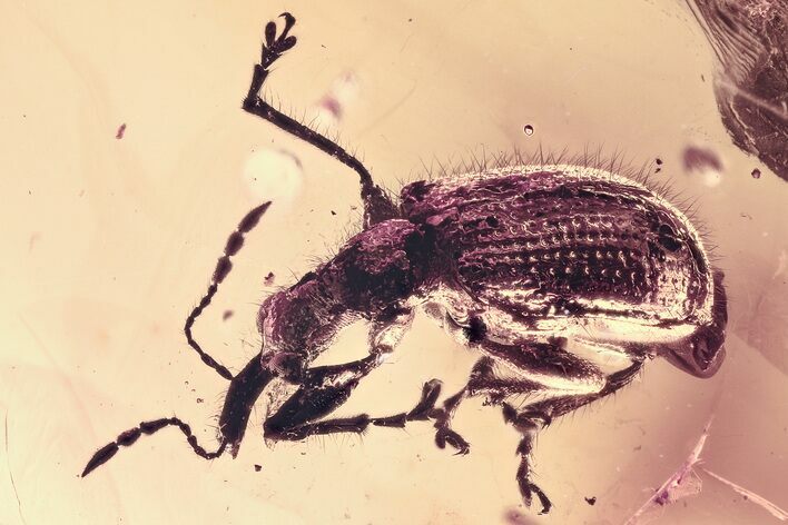 Fossil Tooth-Nosed Snout Weevil (Attelabidae) in Baltic Amber - Rare! #362680